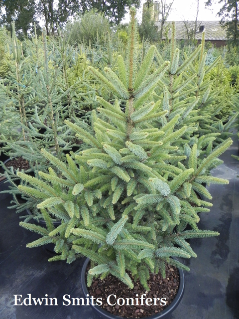 Picea sitchensis 'Foxy Lady'